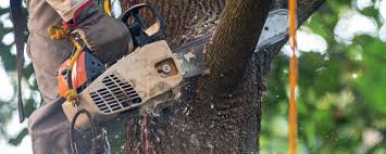 Best Storm Damage Tree Cleanup  in Manchester, VA