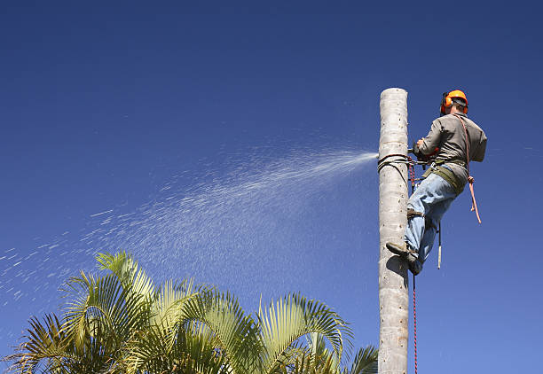 How Our Tree Care Process Works  in  Manchester, VA