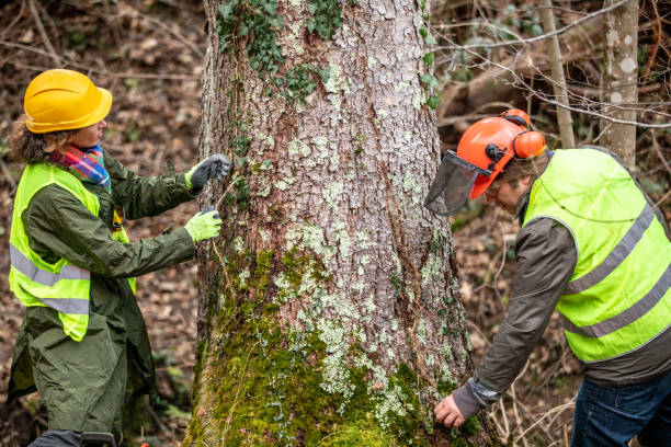 Best Firewood Processing and Delivery  in Manchester, VA
