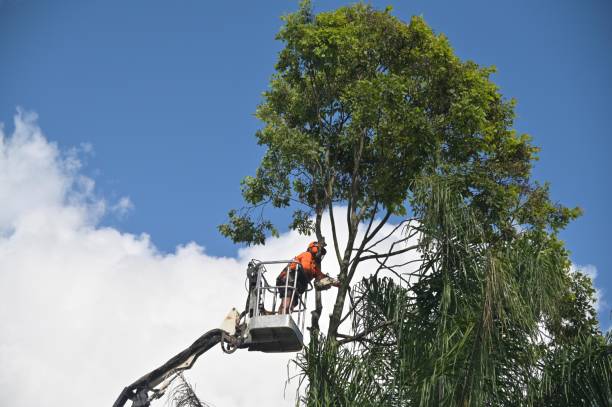 Best Hazardous Tree Removal  in Manchester, VA