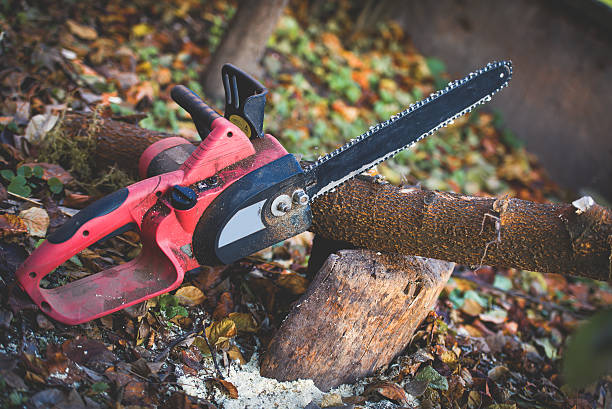 Best Leaf Removal  in Manchester, VA